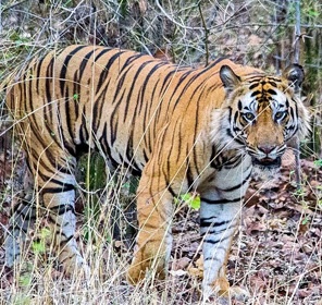 Bandhavgarh-national-park